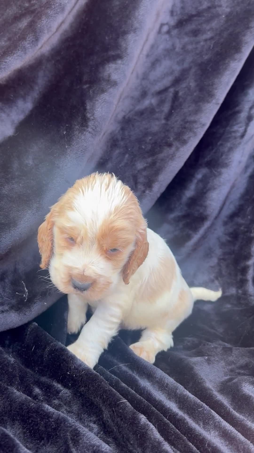 Cocker Spaniel dogs for sale: Cocker spaniel puppys - Video 1