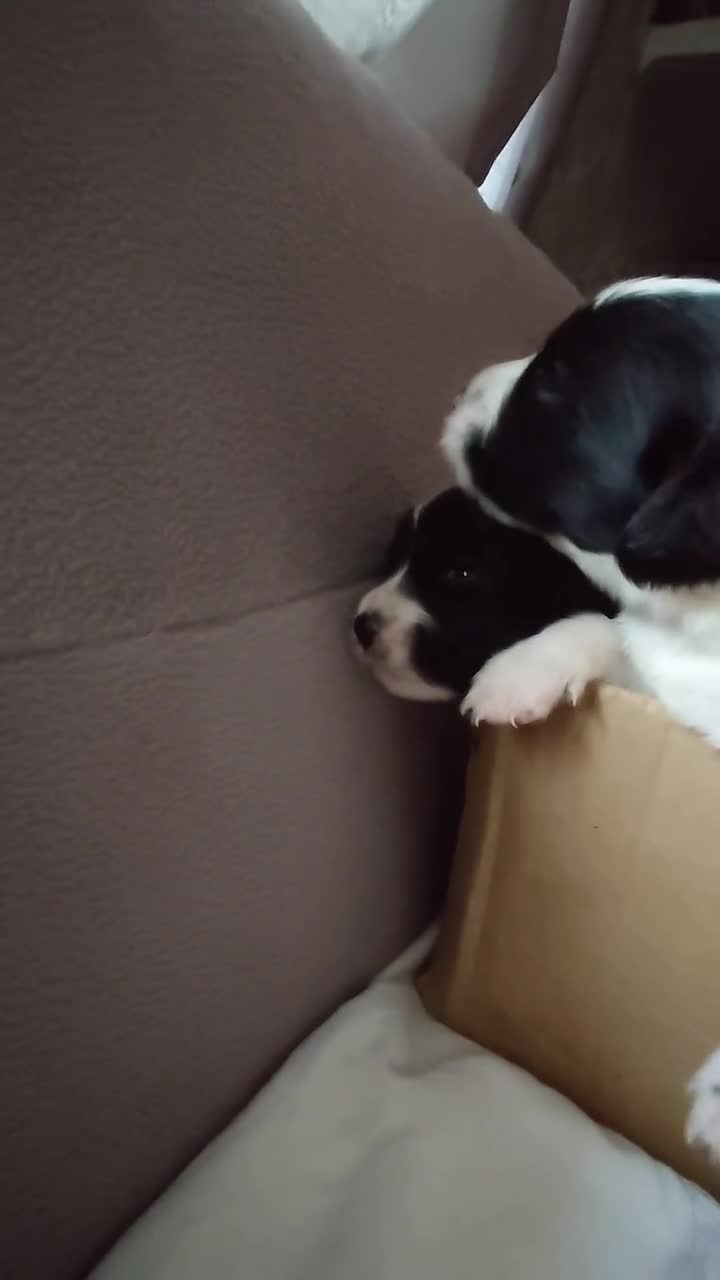 English Springer Spaniel dogs for sale: 7 x English Springer Spaniel puppies for sale - Video 1