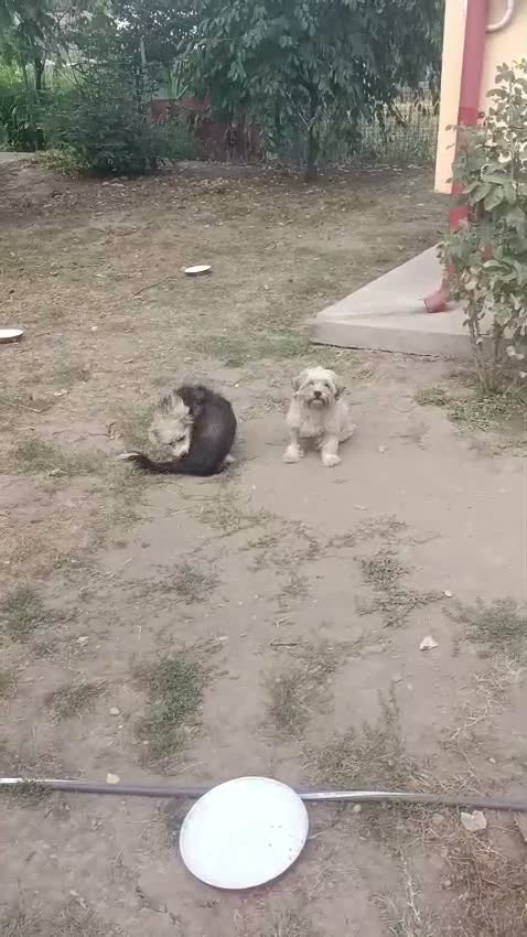 Mixed Breed dogs for adoption: 🍭 LOLLIPOP IS LOOKING FOR HER FOREVER HOME 🍭 - Video 1