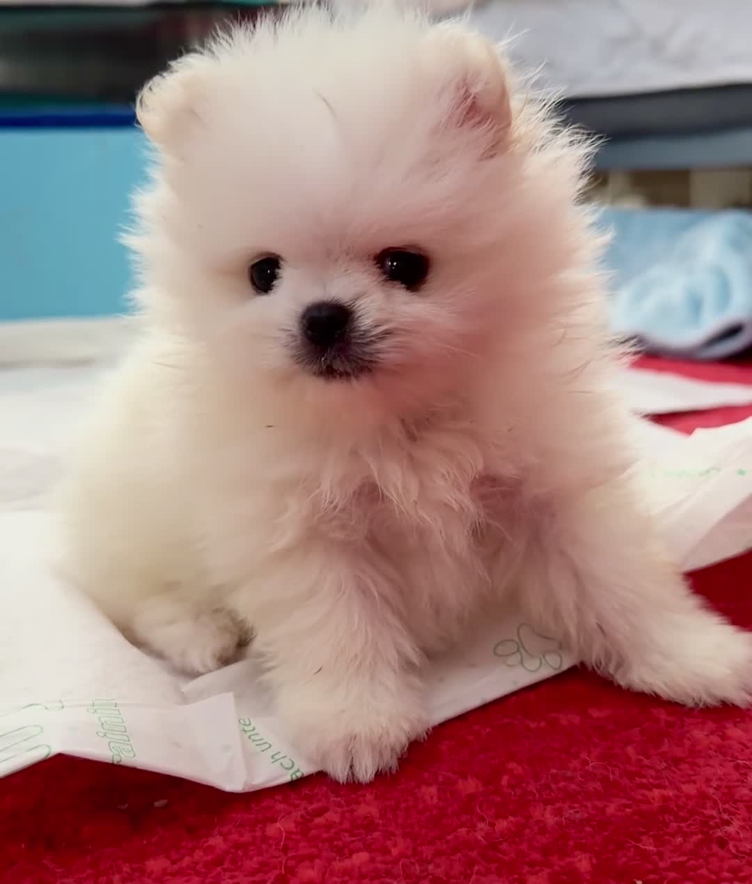 Pomeranian dogs for sale: ❤️Stunning KC white boy from KC parents❤️ - Video 5