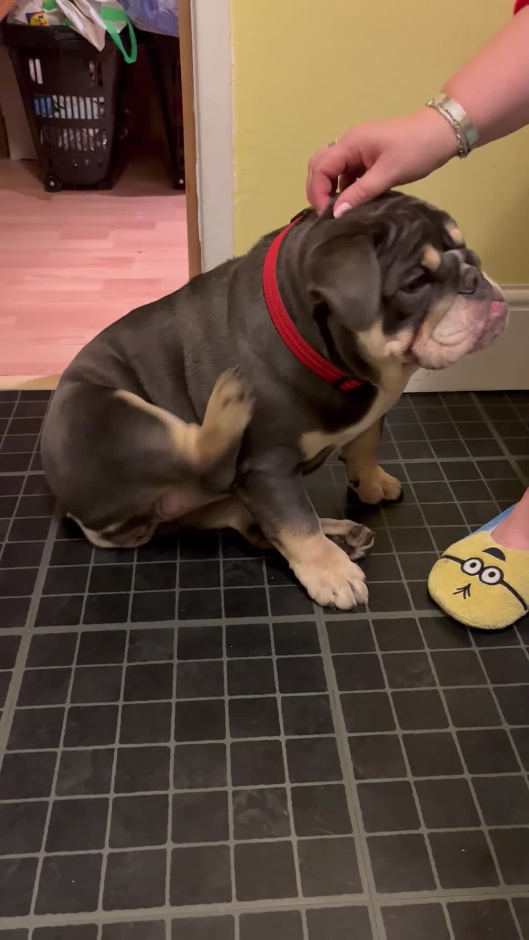 English Bulldog dogs for sale: English bulldog - KC Registered  - Video 1