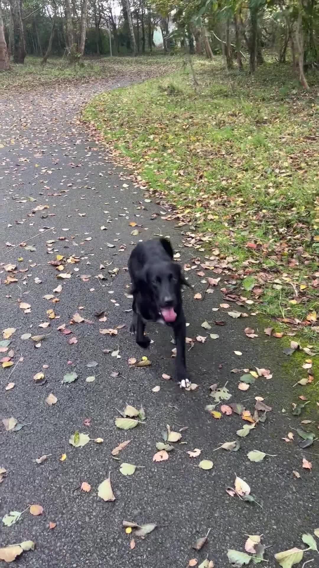 Mixed Breed dogs for sale: Black male springadore  - Video 1