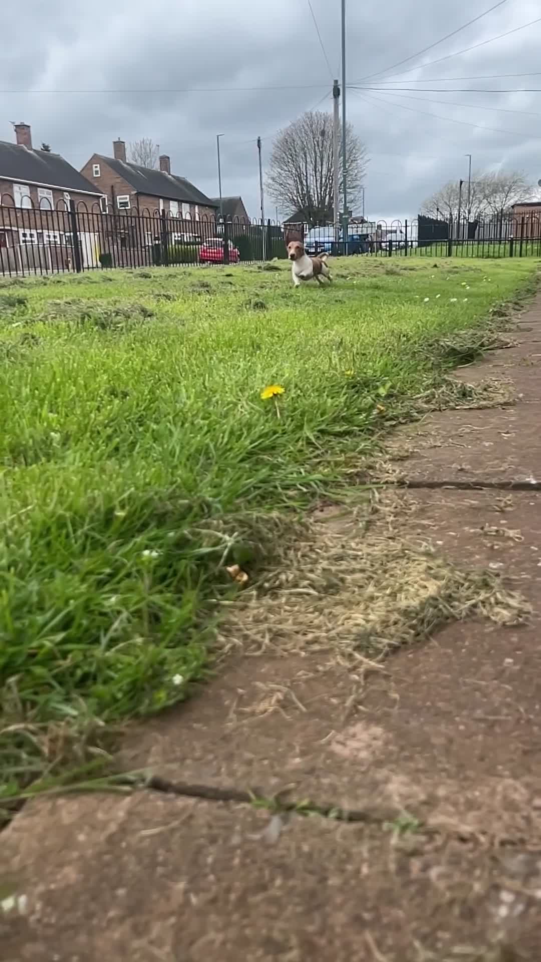 Miniature Dachshund dogs for stud: Top quality mini dachshund stud available  - Video 1