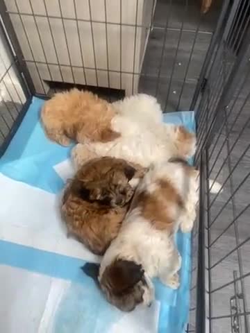 Maltipoo dogs for sale: Puppies  - Video 1