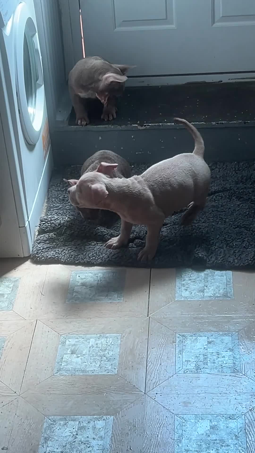 American Bully dogs for sale: 3 female pocket bully puppies  - Video 2