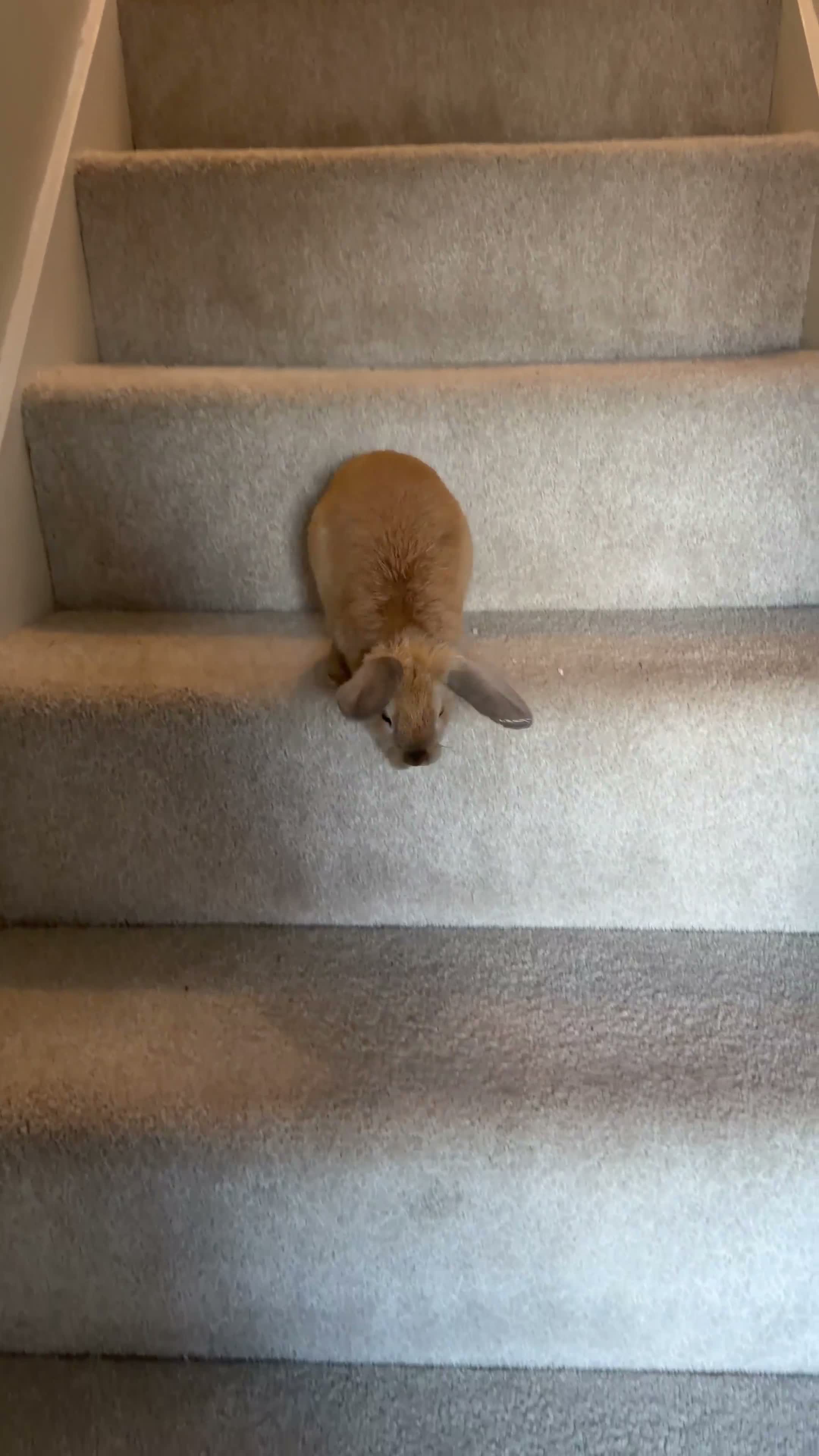 Netherland Dwarf rabbits for sale: 12 week Dwarf bunny  - Video 3