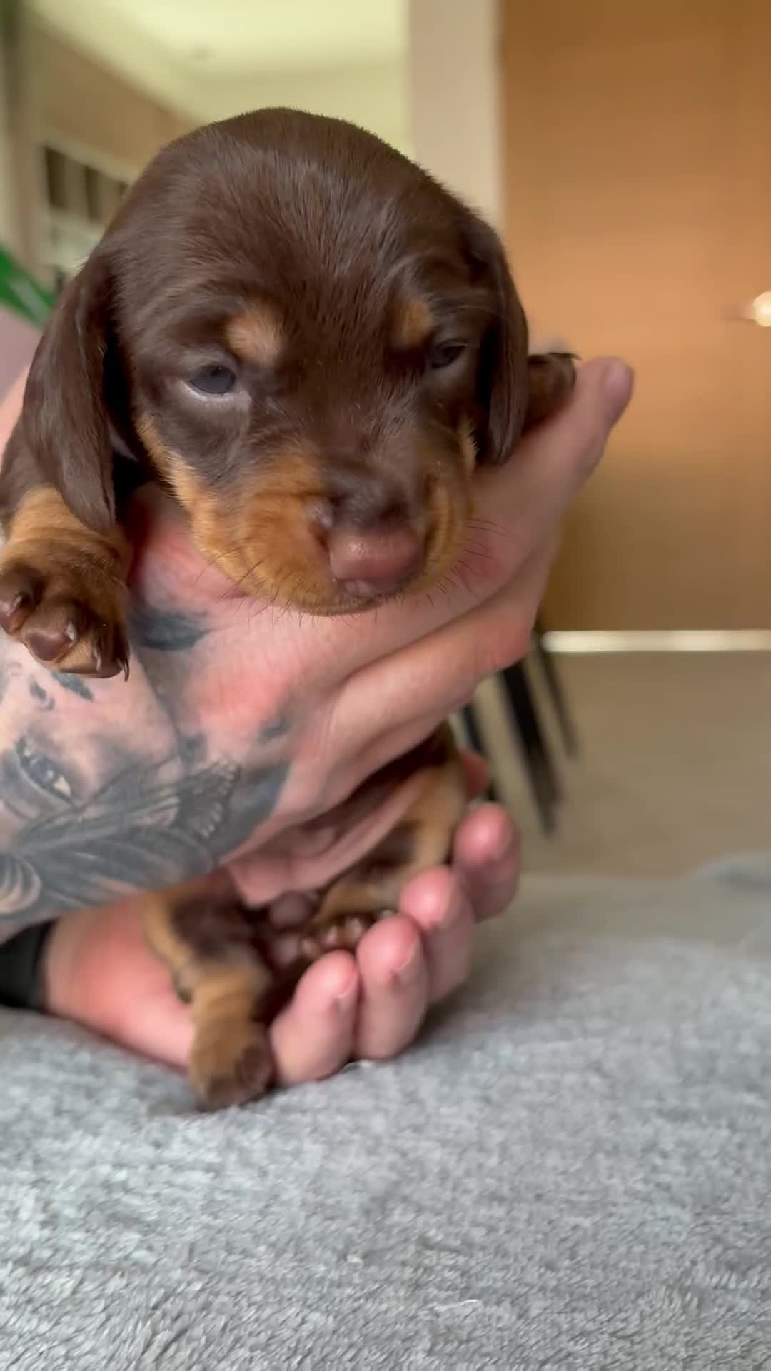 Miniature Dachshund dogs for sale: Miniature dachshunds - Video 2