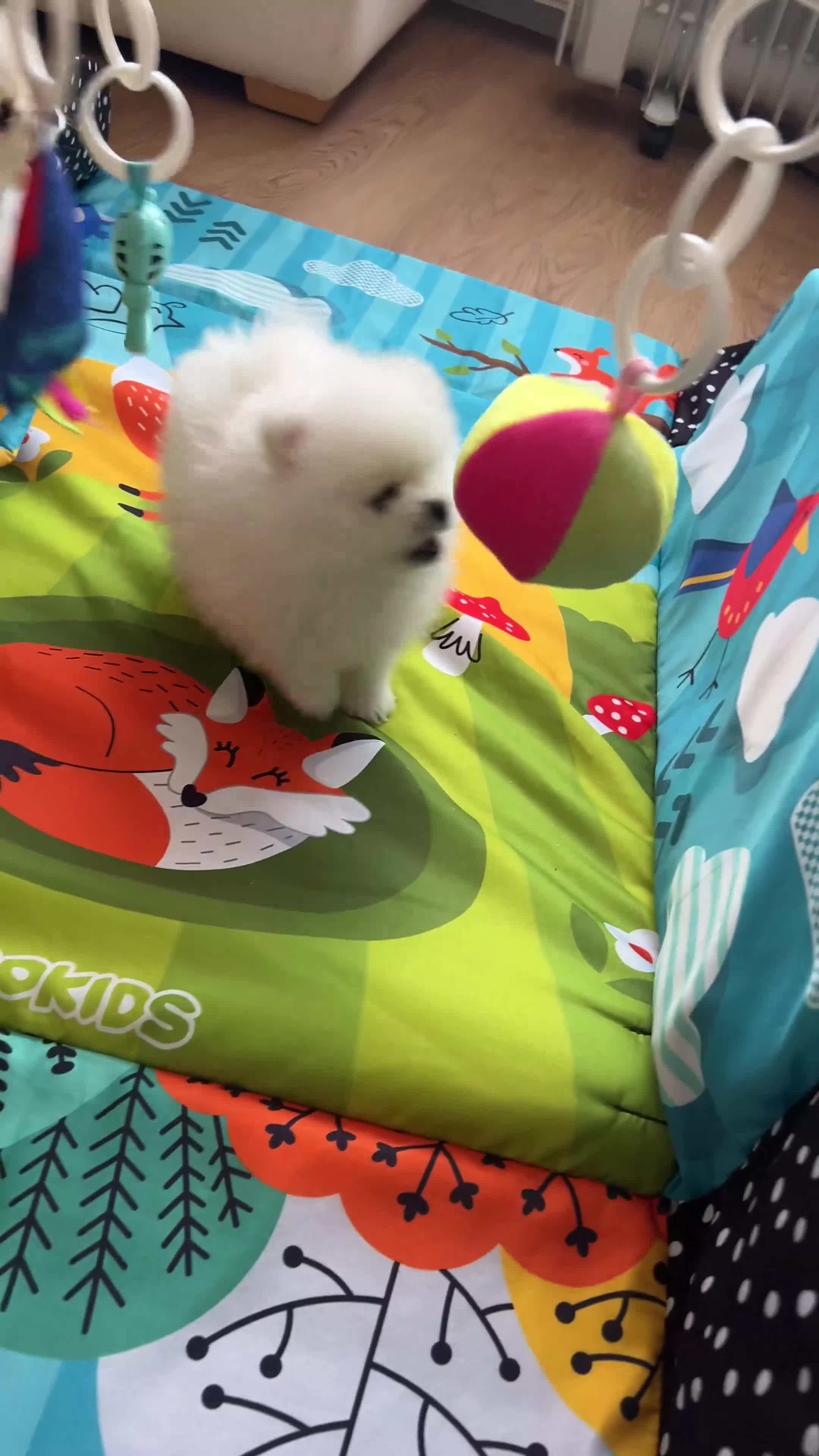 Pomeranian dogs for sale: MAGICAL PURE POMERANIAN KC - Video 2