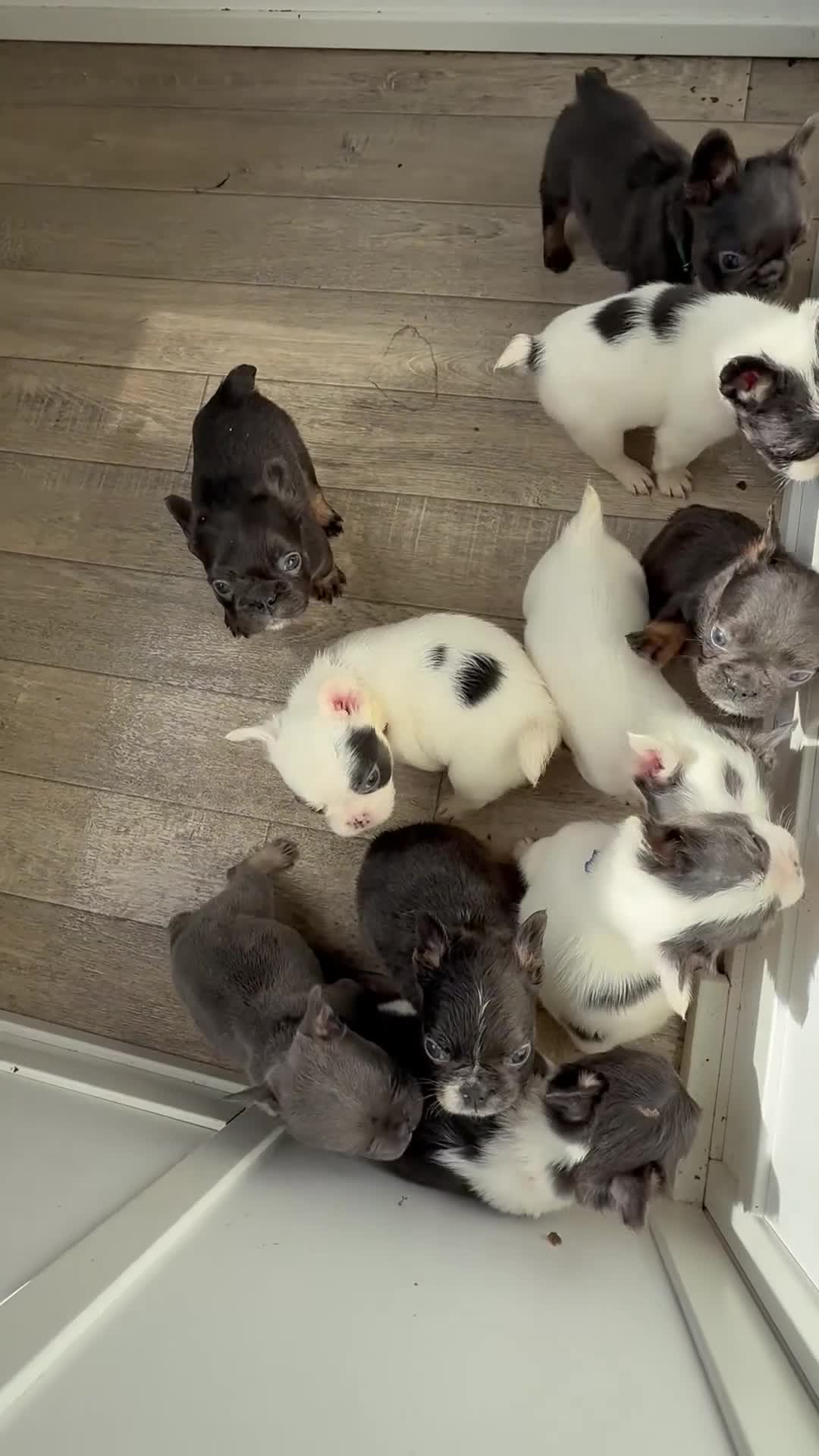 French Bulldog dogs for sale: Fluffy French Bulldogs - Video 1