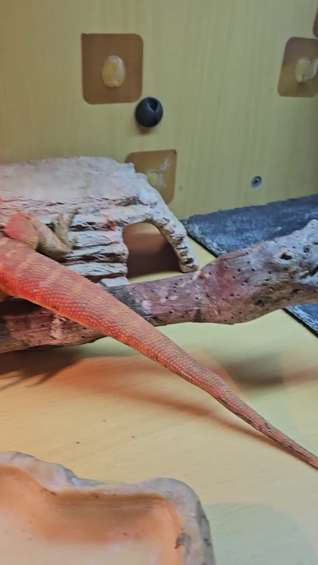 Bearded Dragon reptiles for sale: Gizmo in Birmingham - Video 1
