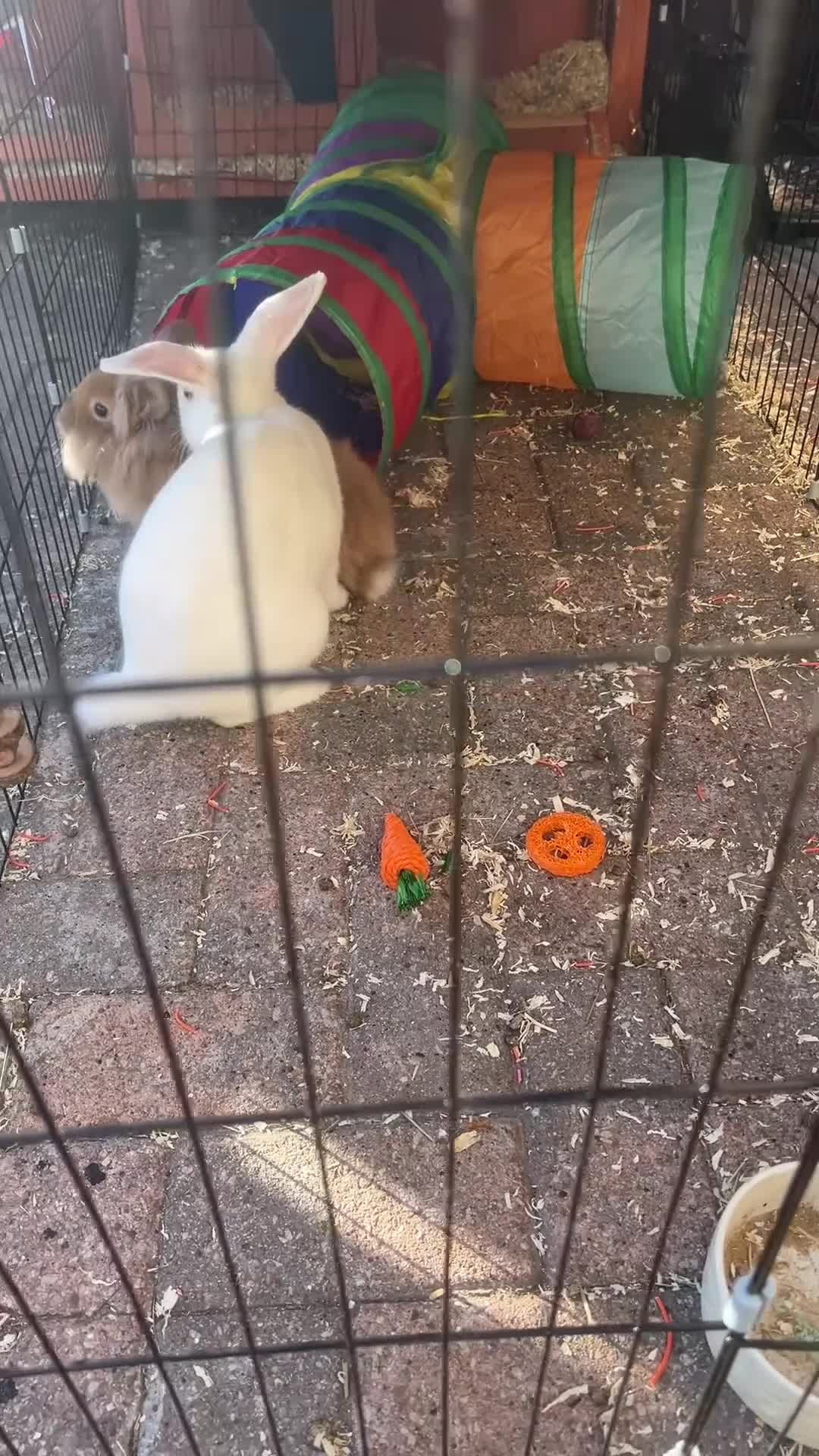 Mixed Breed rabbits for sale: Lop/cross lion head bunnies 2 for £30 - Video 3
