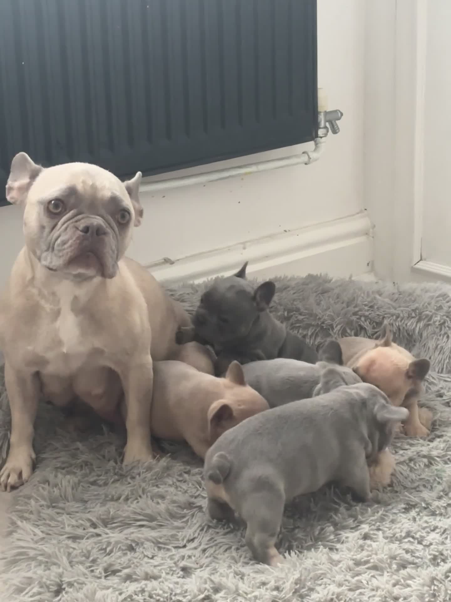 French Bulldog dogs for sale: 5⭐️French bulldog puppies - Video 2