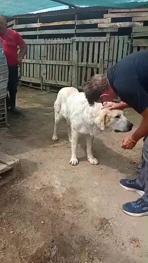 Mixed Breed dogs for adoption: RAFFI, a Gentle Giant Looking for His Loving Home - Video 1
