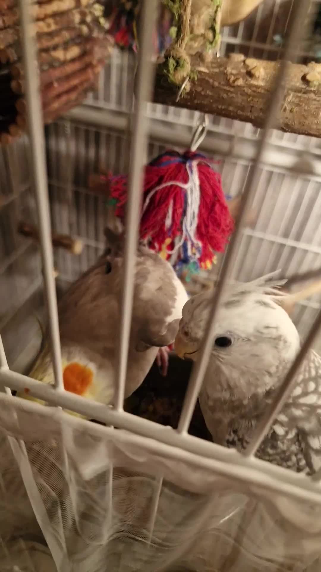 Cockatiels birds for sale: Selling my boy Peach with the heaviest of heart 😢 - Video 2