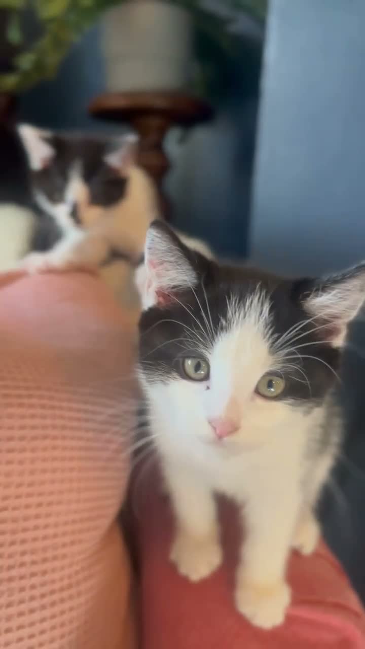 Mixed Breed cats for sale: Beautiful litter domestic short haired kittens - Video 5