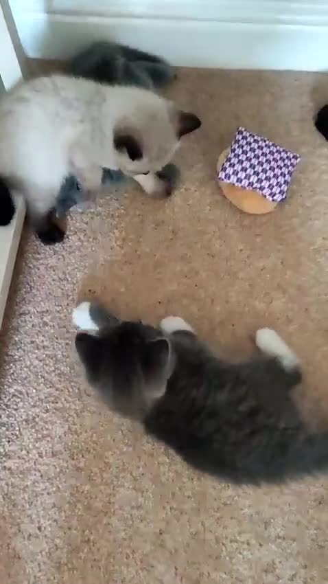 British Shorthair cats for sale: British Shorthair Kittens - Video 3