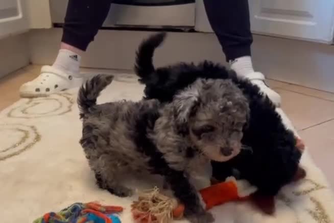 Toy Poodle dogs for sale: Merle toy poodle puppys available now  - Video 1