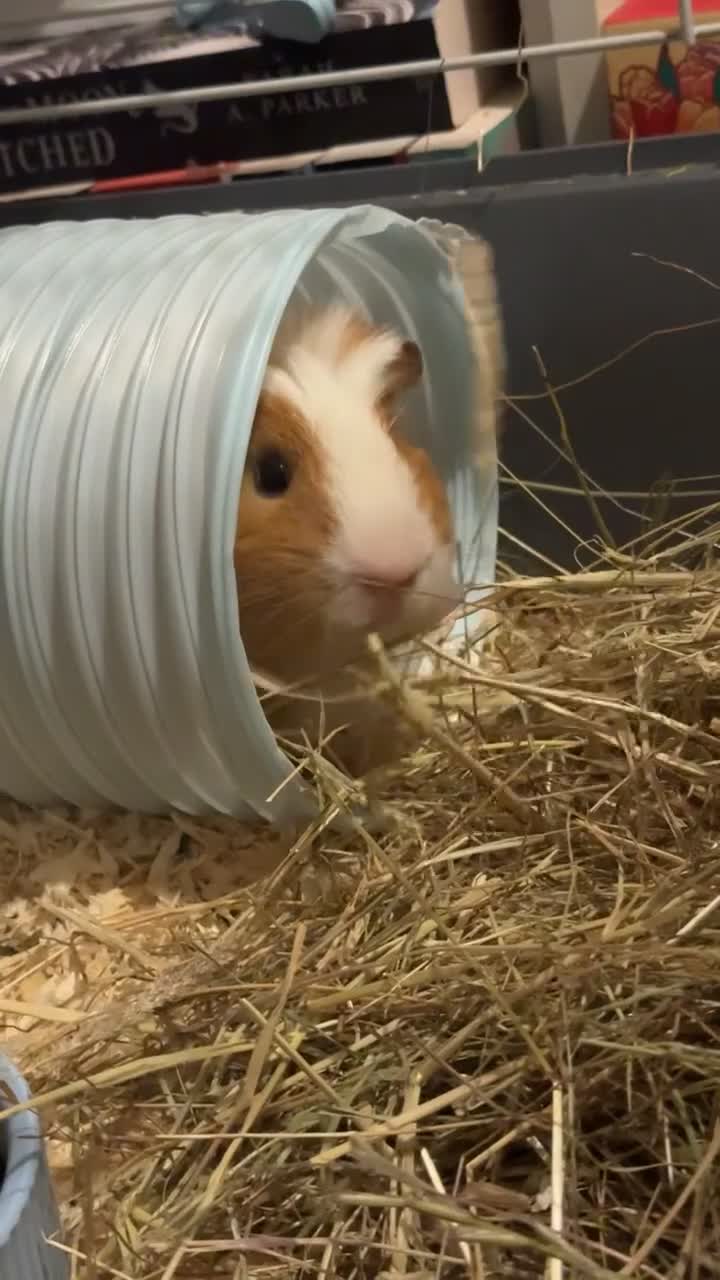 Guinea Pig rodents for sale: 2 male guinea pigs and cage  - Video 1