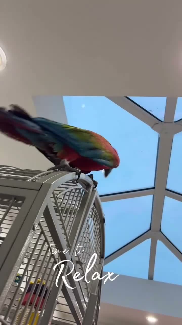Macaws birds for sale: Macaw - Video 1