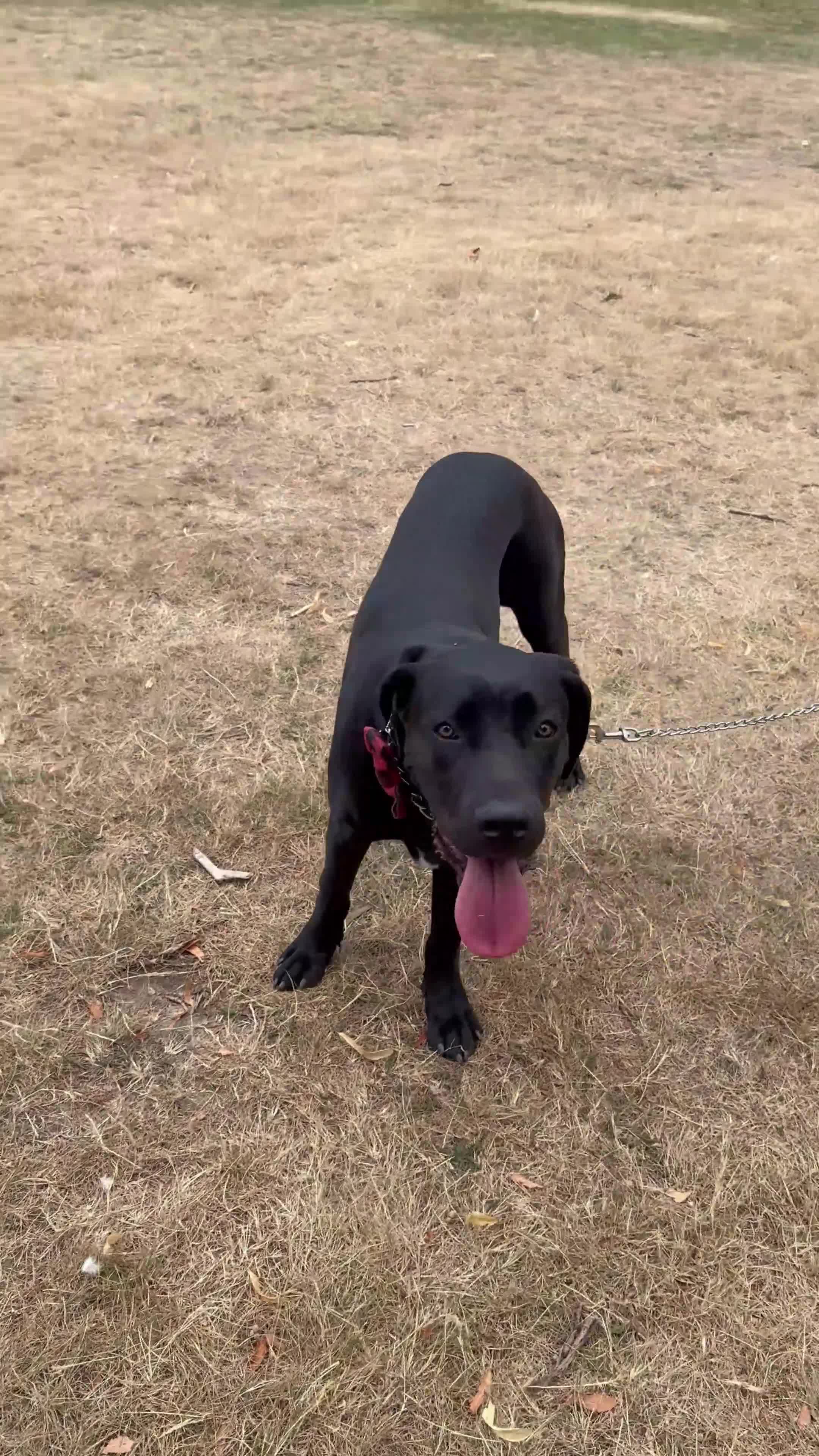 Cane Corso dogs for sale: Loving Cane Corso Boy - Video 1