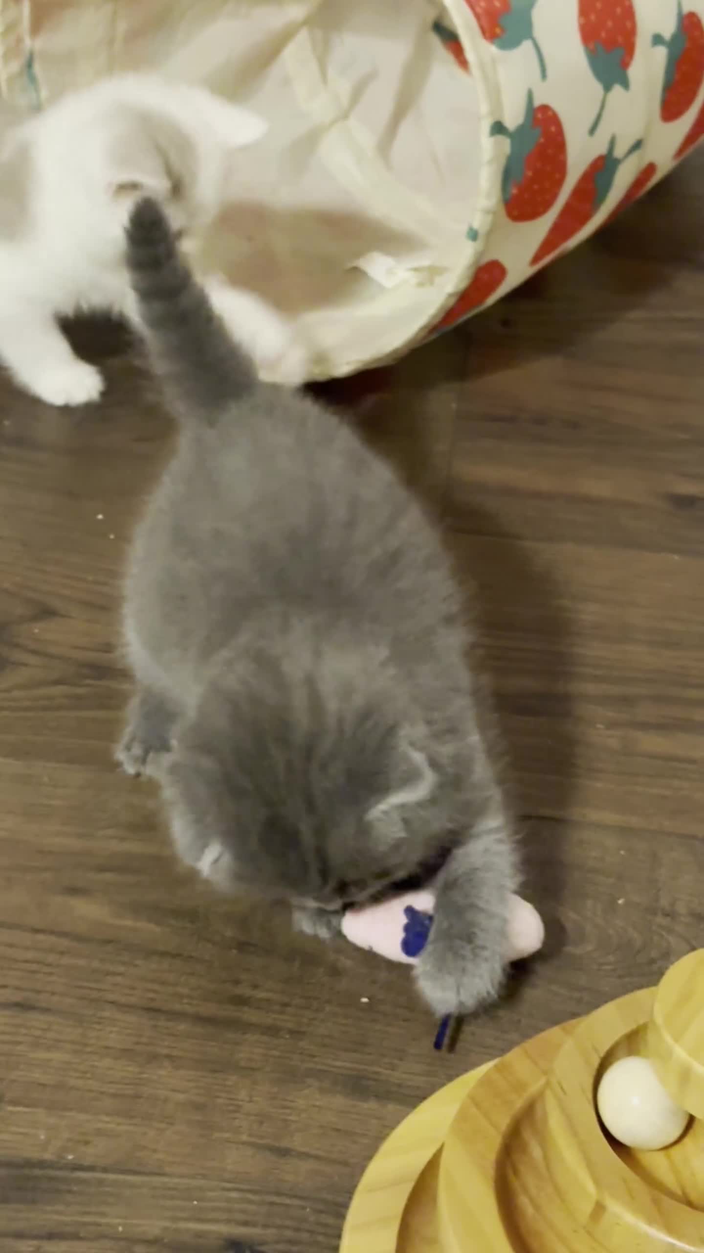 British Shorthair cats for sale: Beautiful Blue & Lilac British Shorthair Kittens - Video 3