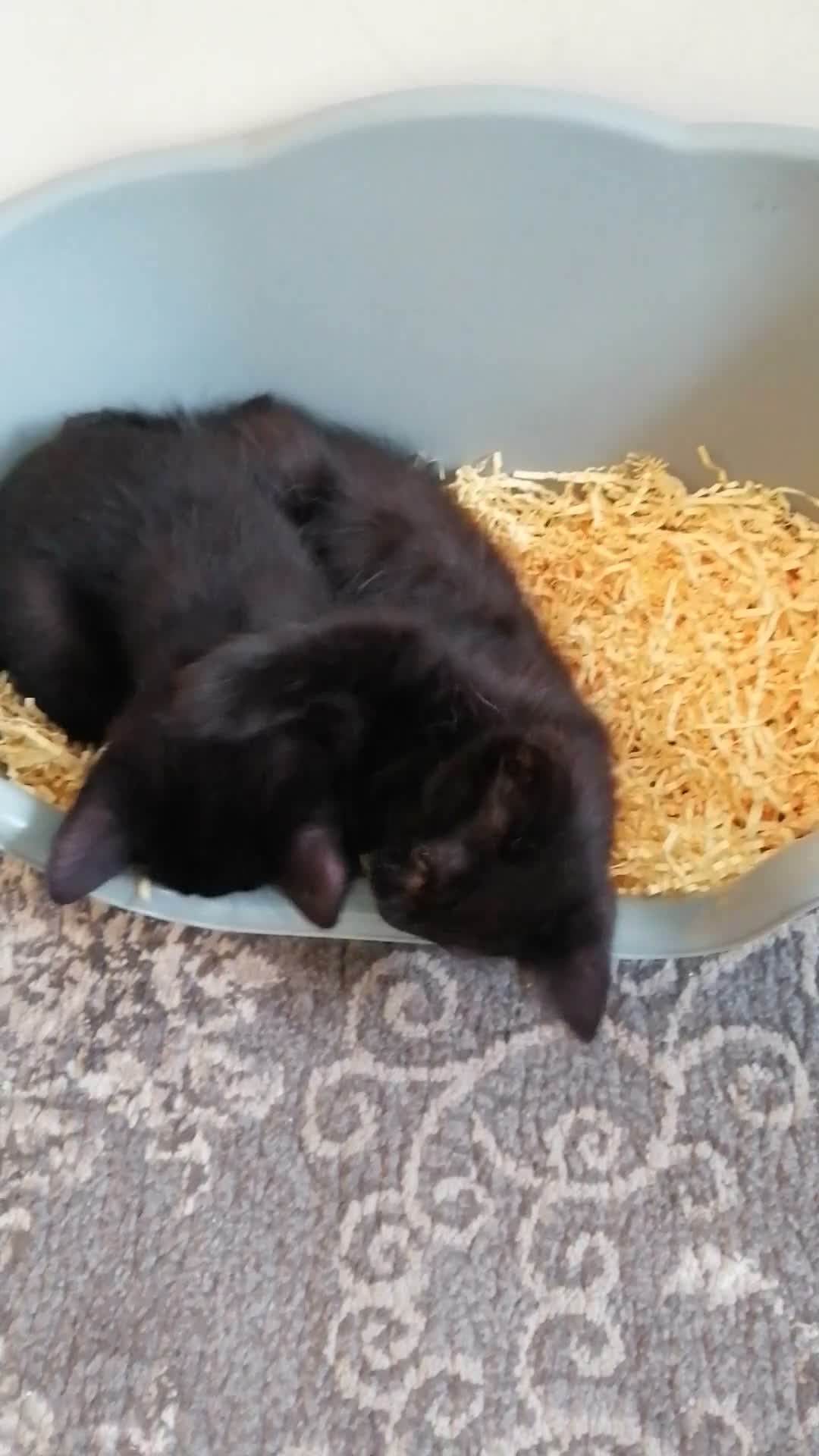 Mixed Breed cats for sale: Kittens. - Video 3