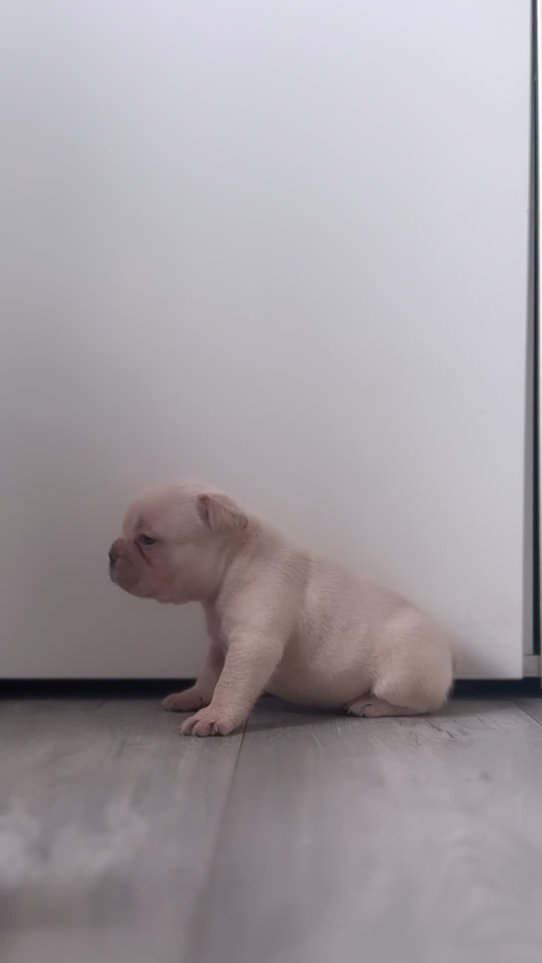 French Bulldog dogs for sale: Stunning French bulldog puppies  - Video 5