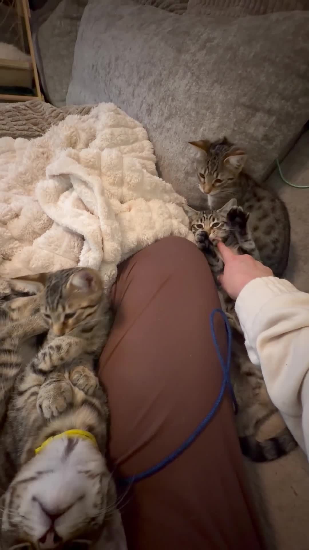 Savannah cats for sale: F4 savannah kittens ready to go - Video 1