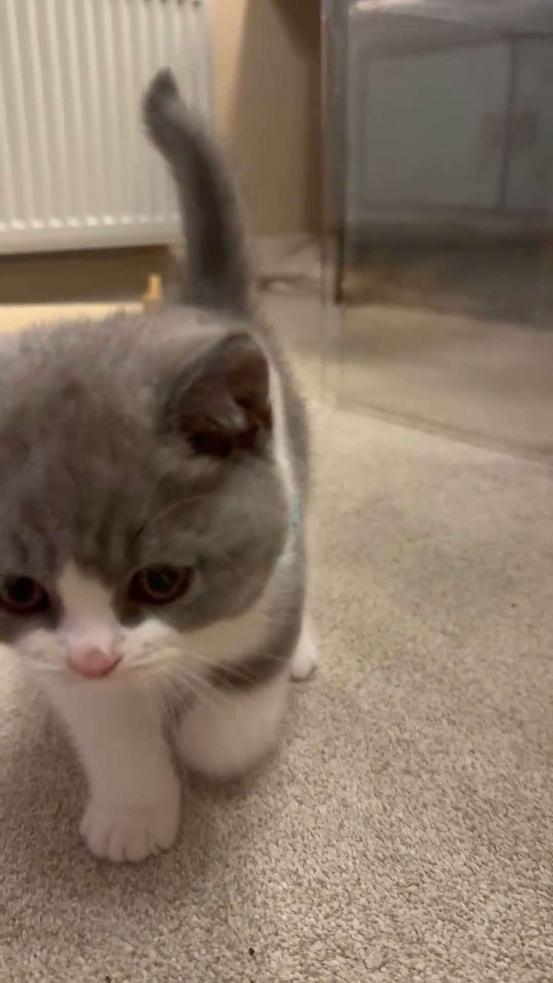British Shorthair cats for sale: British Shorthair Bi-Colour Kitten Blue & White - Video 2