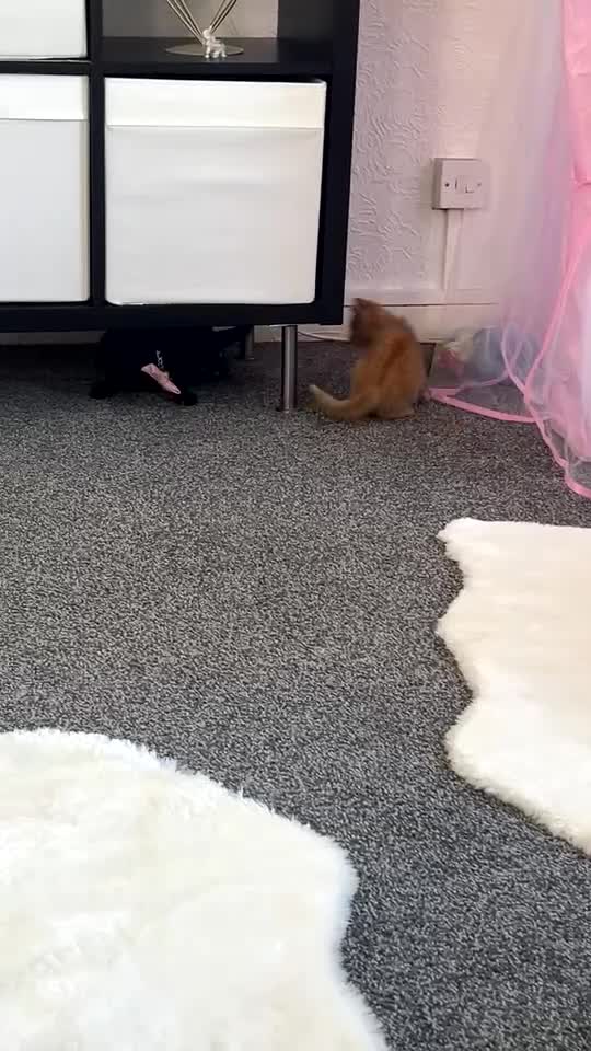 Mixed Breed cats for sale: Beautiful ginger kitten for sale - Video 3