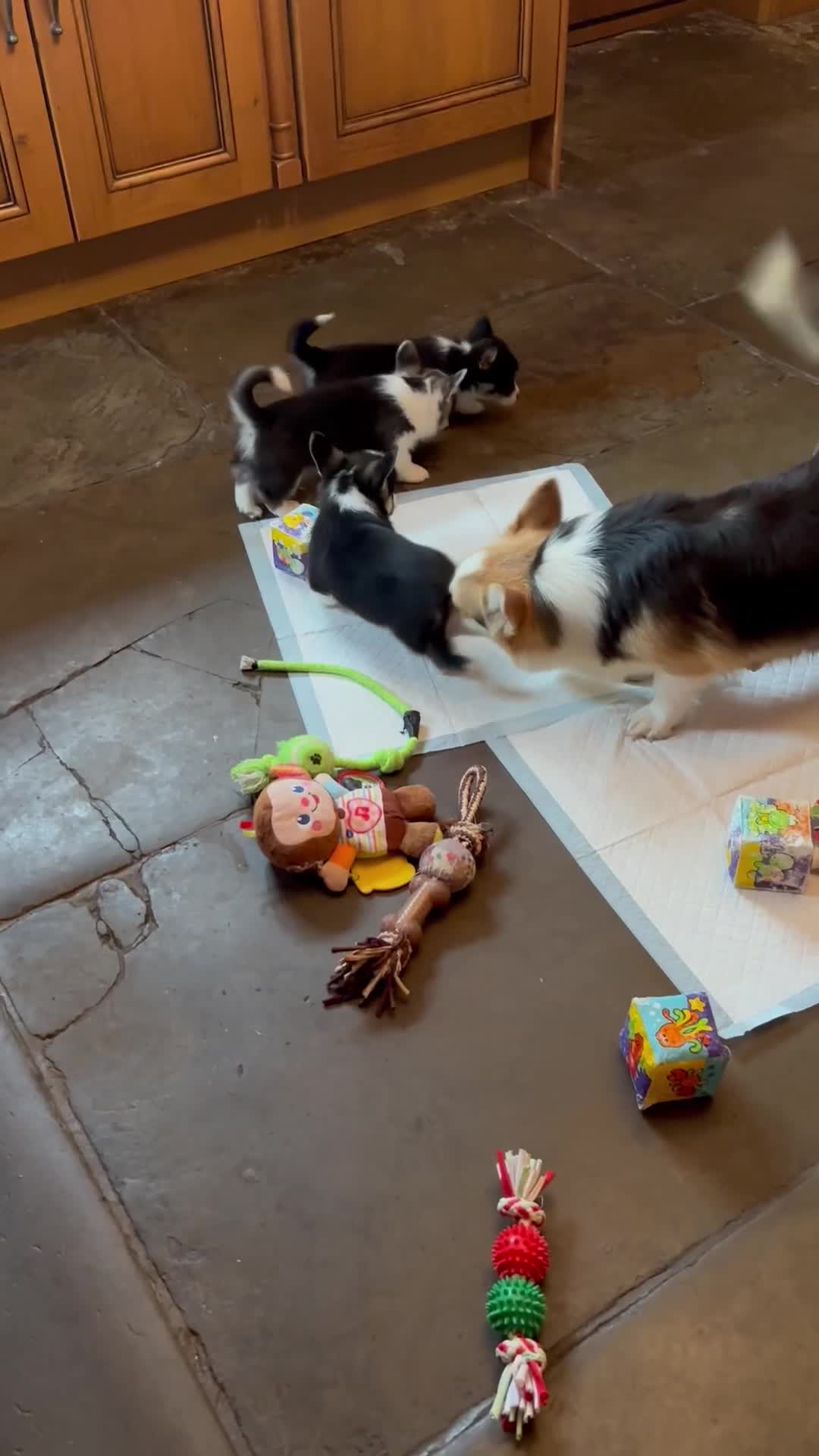 Welsh Corgi Pembroke dogs for sale: Pedigree, health tested parents, licensed breeder - Video 4