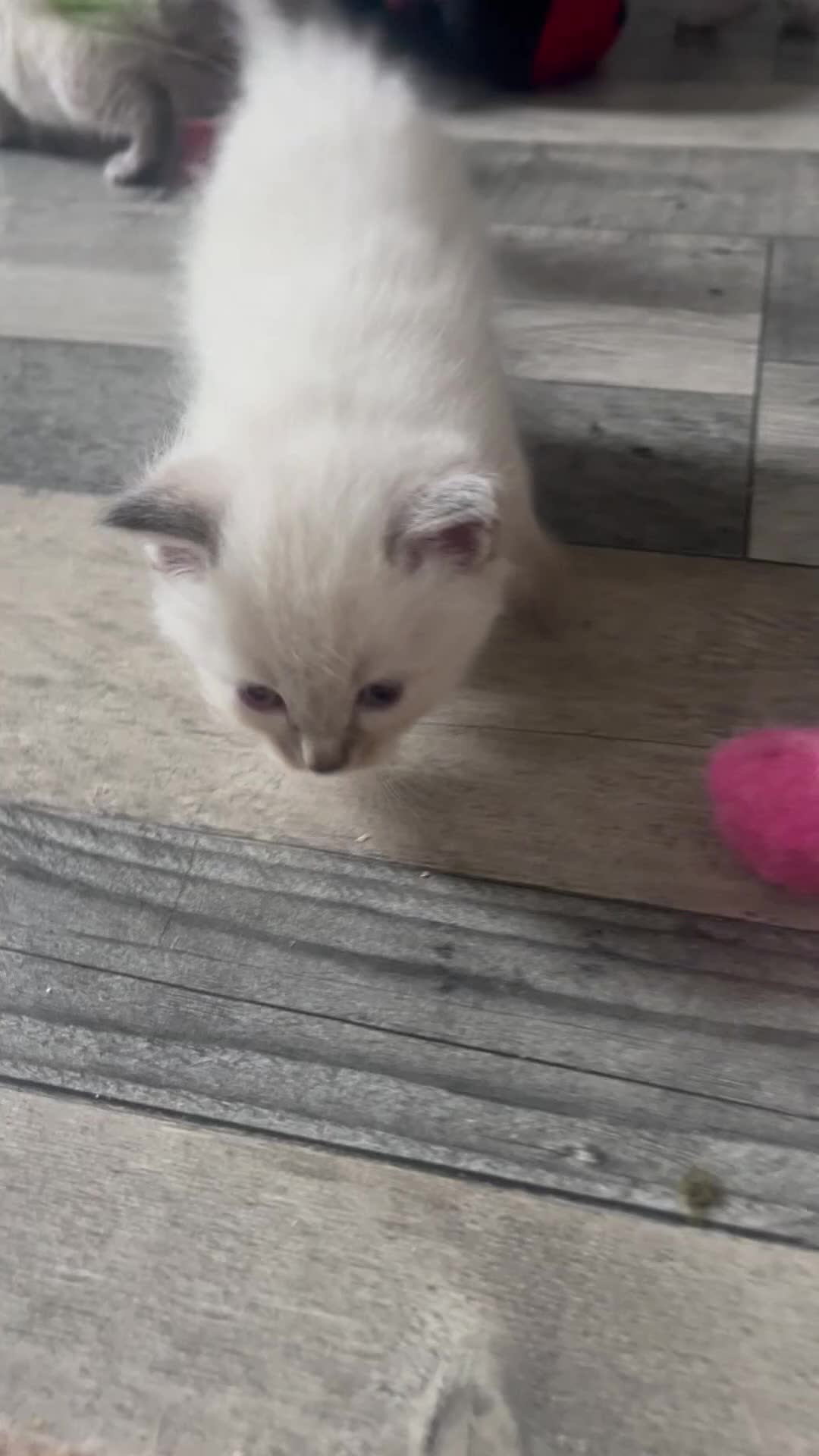 Ragdoll cats for sale: Fluffy ragdoll kitty’s  - Video 1