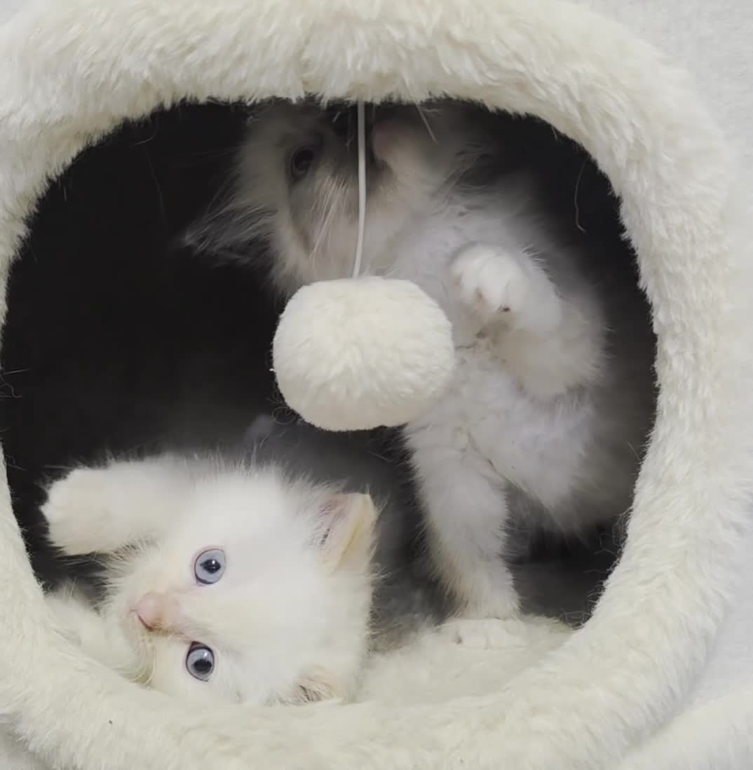 Ragdoll cats for sale: ragdoll kittens 😸  - Video 2