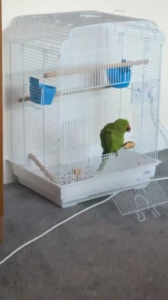 Ringnecks birds for sale: This little ringneck is finding a new home in Dunstable - Video 3