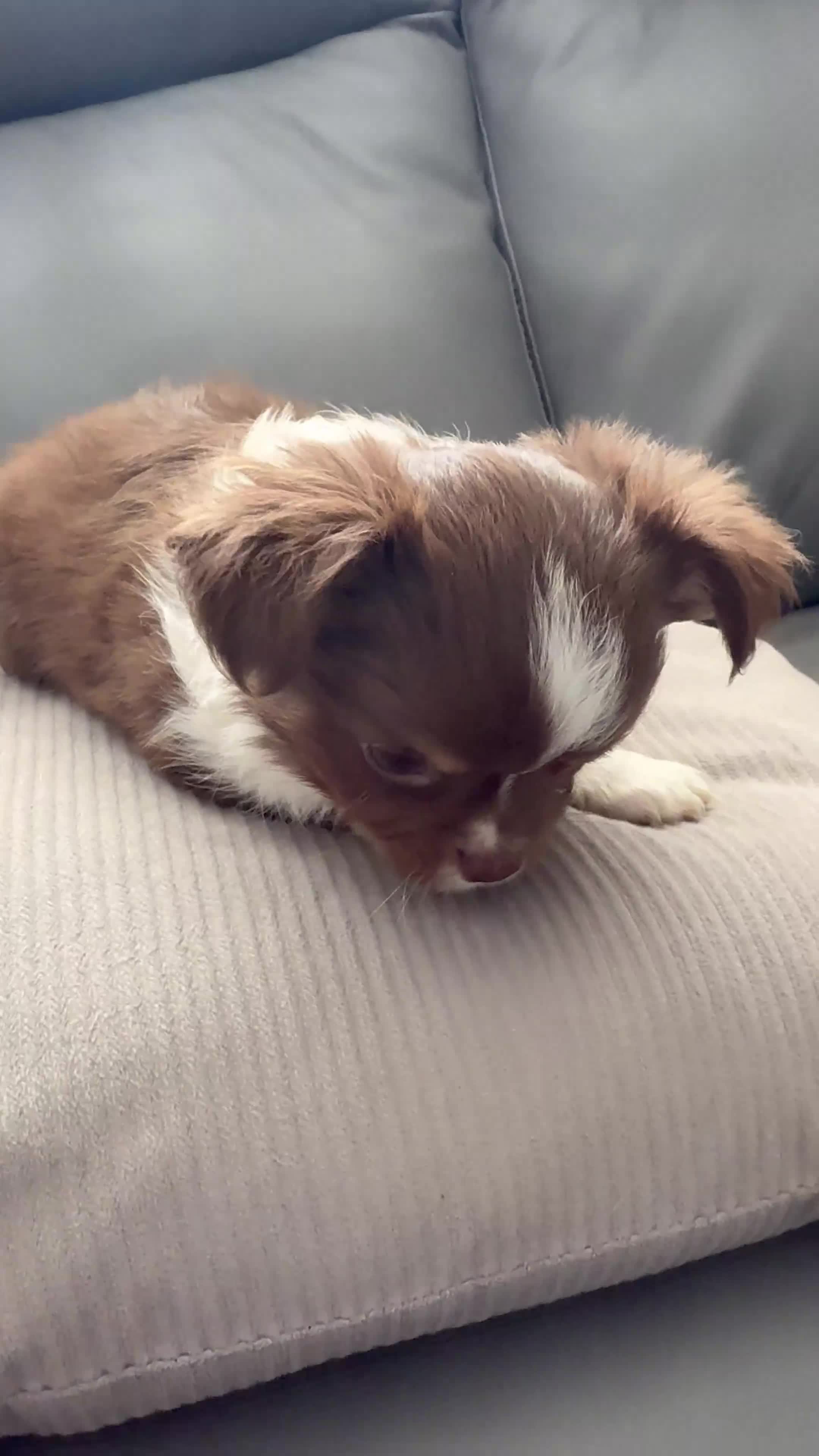 Chihuahua dogs for sale: LAST LITTLE BOY - long coat  READY NOW - Video 1