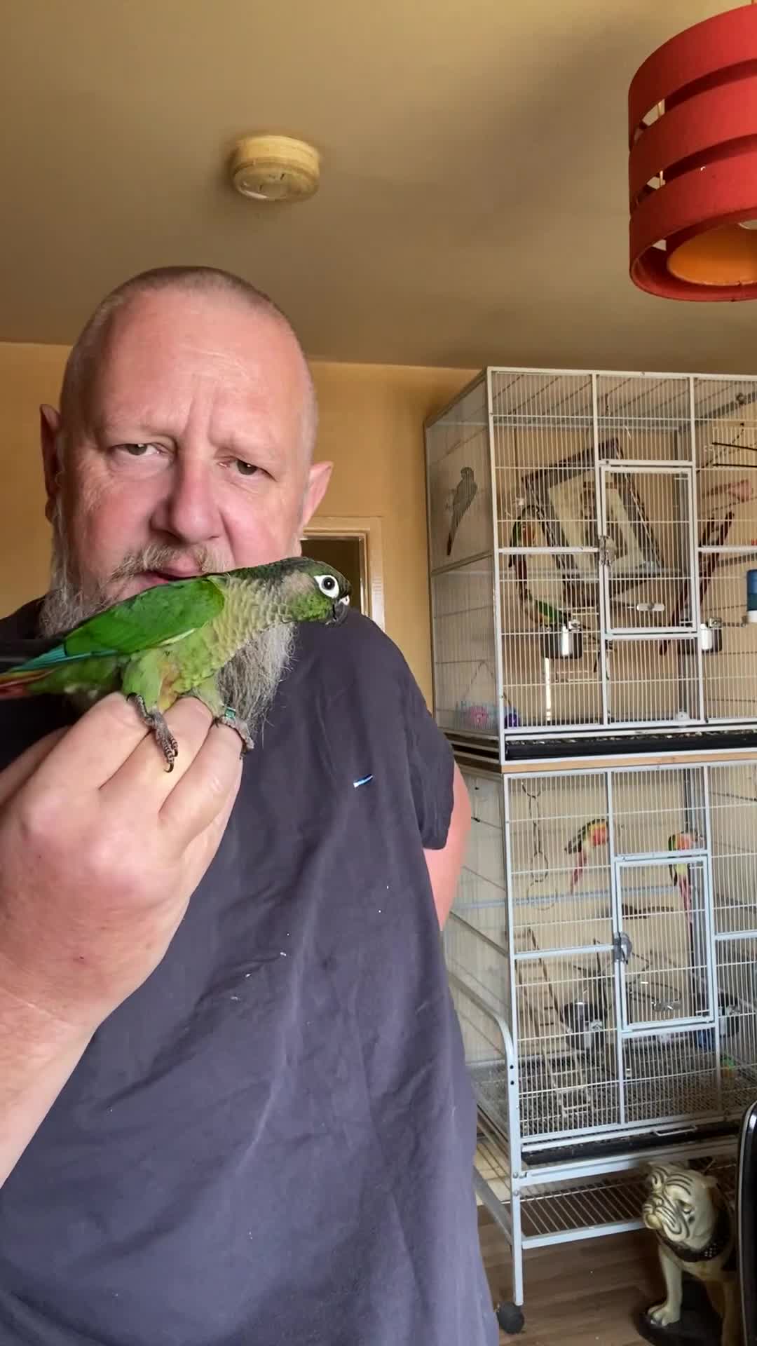 Conures birds for sale: Green Cheek Conure Baby’s Hand Raised Hand Tame - Video 2