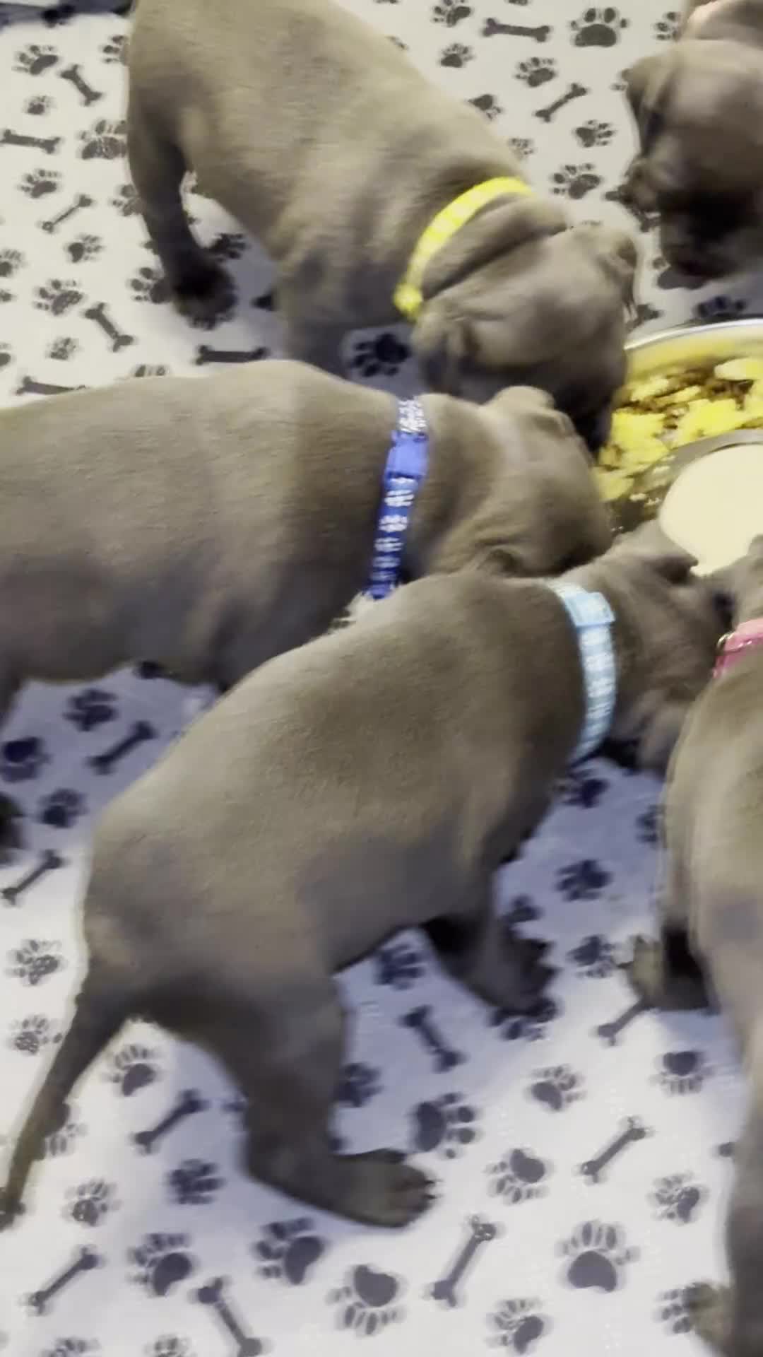 Staffordshire Bull Terrier dogs for sale: KC Blue Staffordshire Bull Terrier Puppies SOLD - Video 1