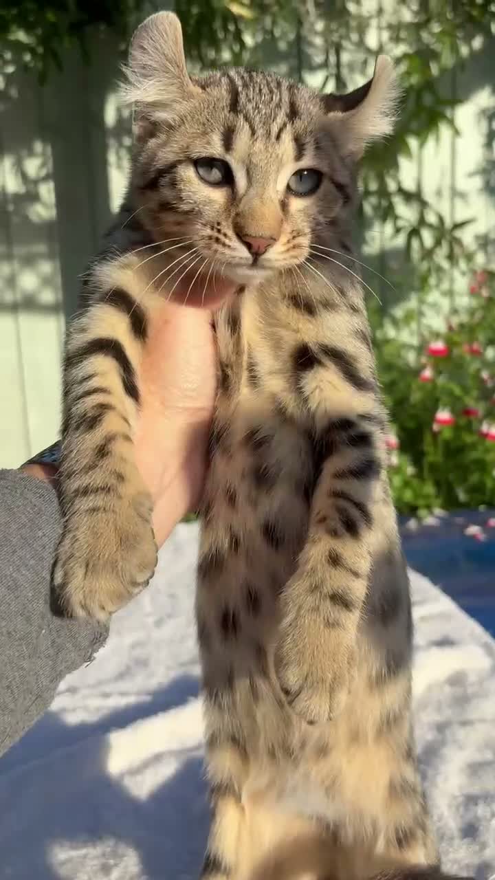 Keetso cats for sale: Awesome rare silver polydactyl female  - Video 1