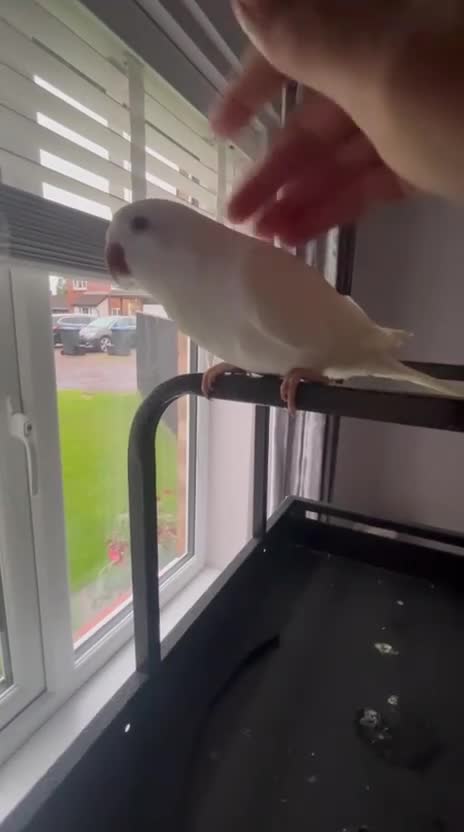Parrots birds for sale: Young Quaker parrot for sale  in Newton Aycliffe - Video 1
