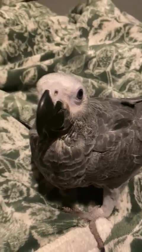 Parrots birds for sale: African grey 15 weeks old just weaning  - Video 4