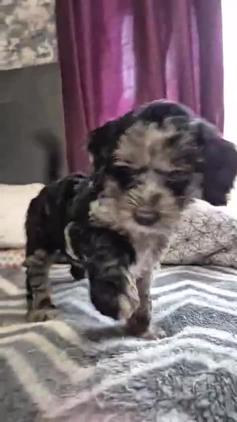Cockapoo dogs for sale: Miniature cockapoo Puppy ready now - Video 3