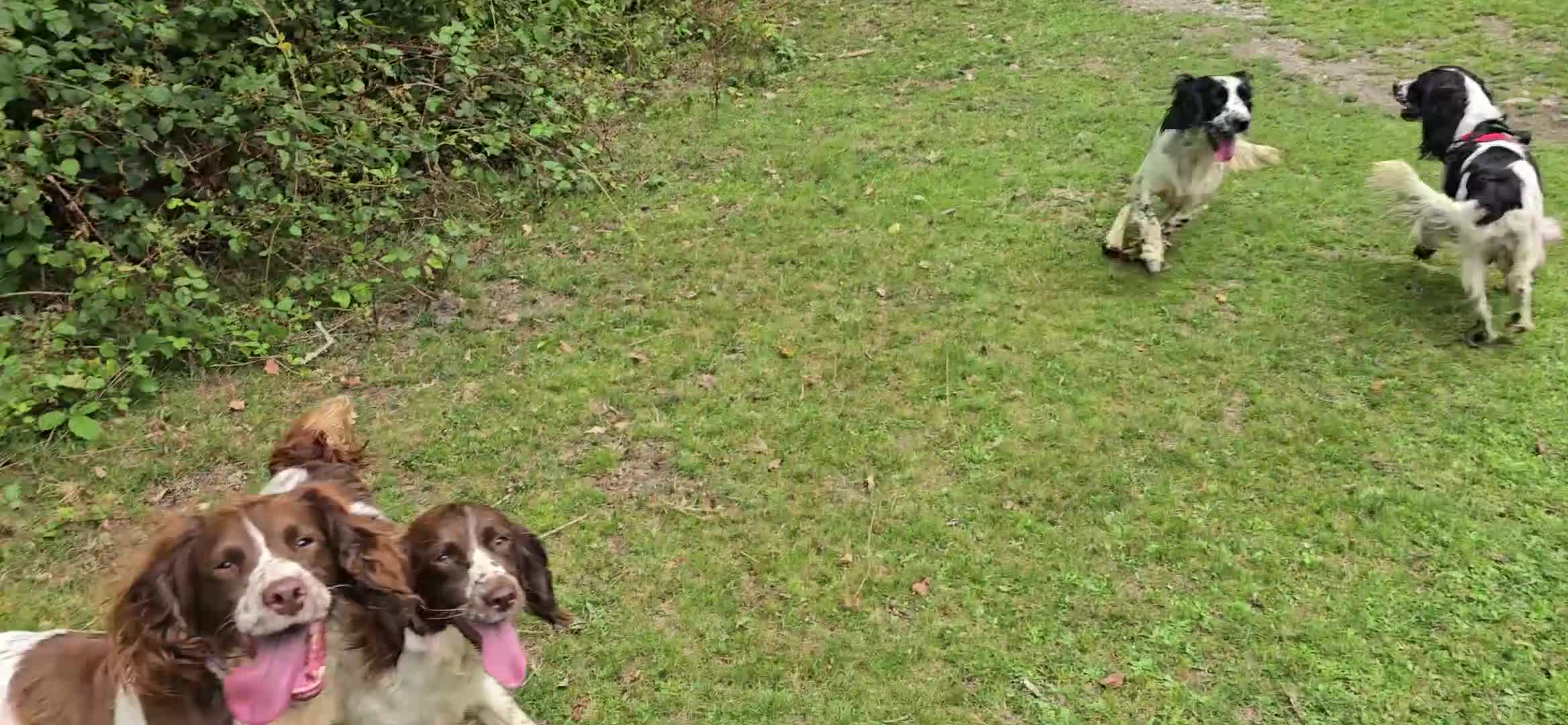 English Springer Spaniel dogs for sale: KC Health Tested Pups ready Nov 25 - Video 2