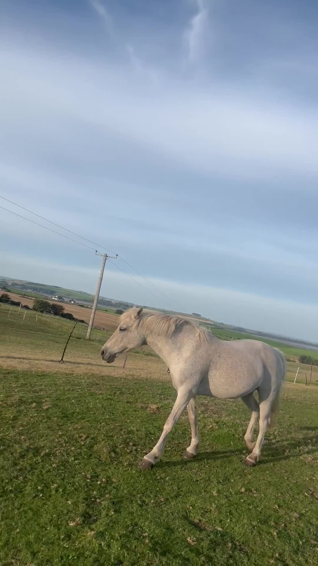 Connemara horses for sale: Abros 🫶🏻🥕 - Video 2