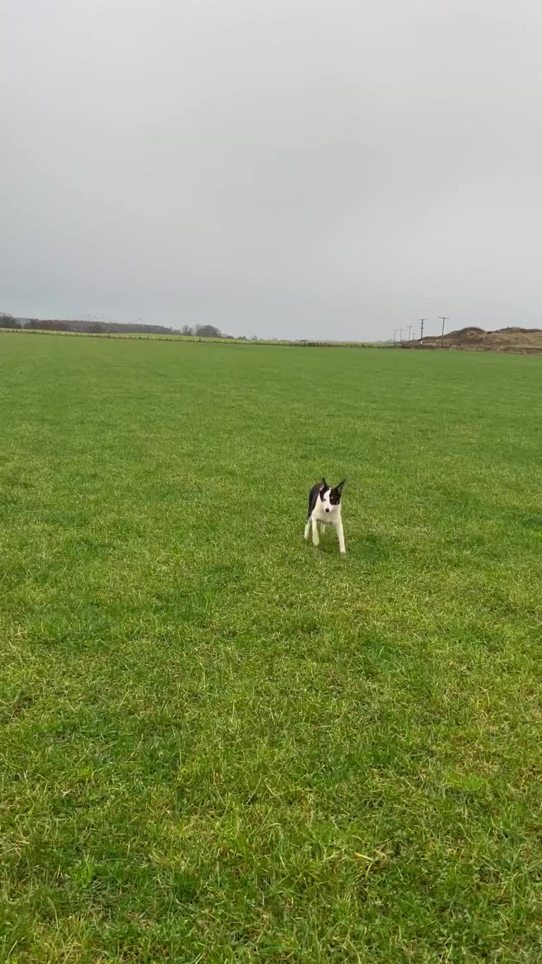Border Collie dogs for sale: Nell  - Video 1