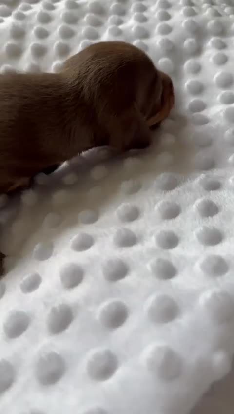 Miniature Dachshund dogs for sale: KC Miniature Isabella Dapple Dachshunds - Video 2