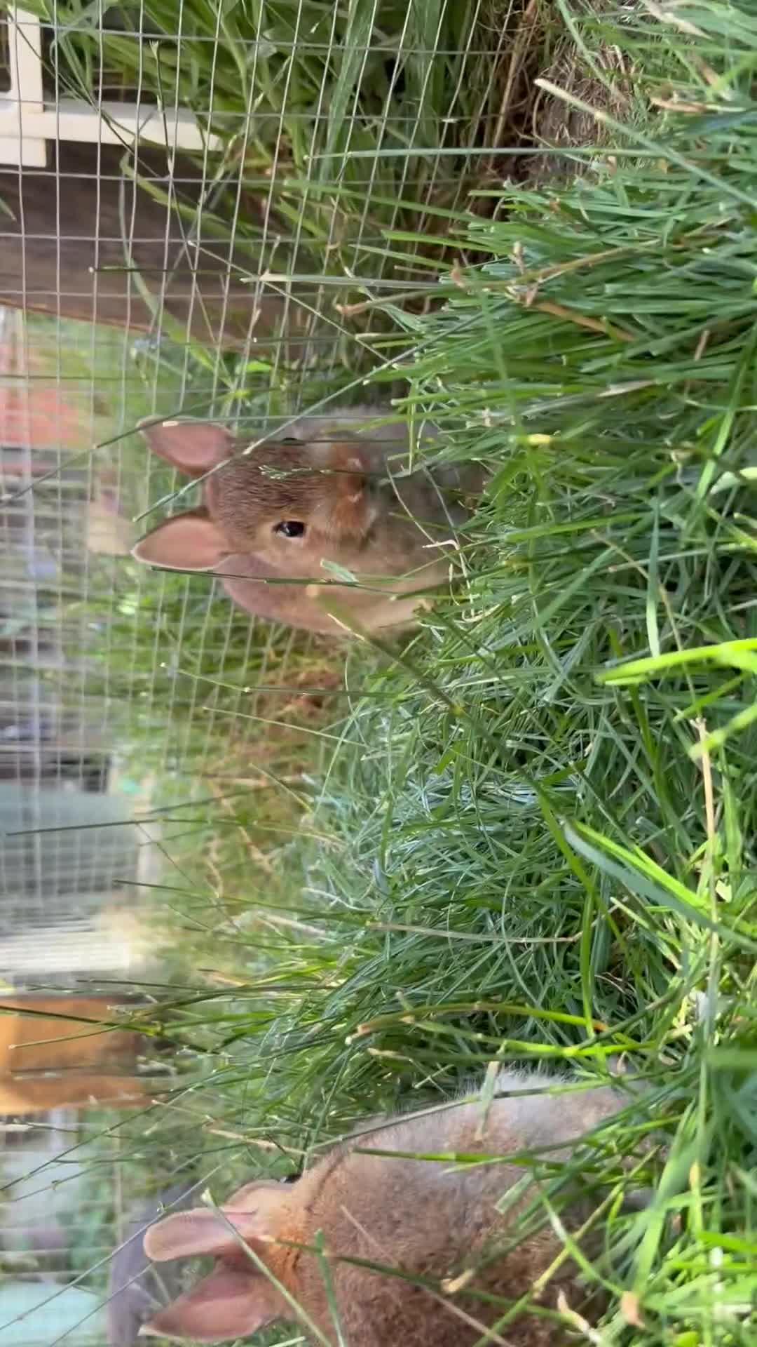 Netherland Dwarf rabbits for sale: Pure netherland dwarf  - Video 1