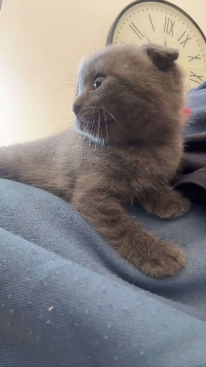Scottish Fold cats for sale: Beautiful Grey Scottish Fold & Straight Kittens - Video 1