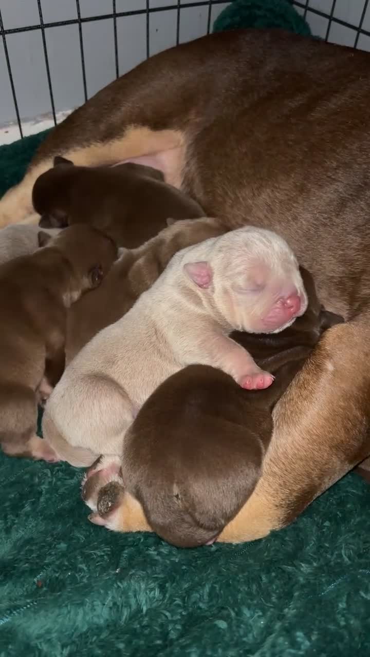 American Bully dogs for sale:  bully puppys - Video 1