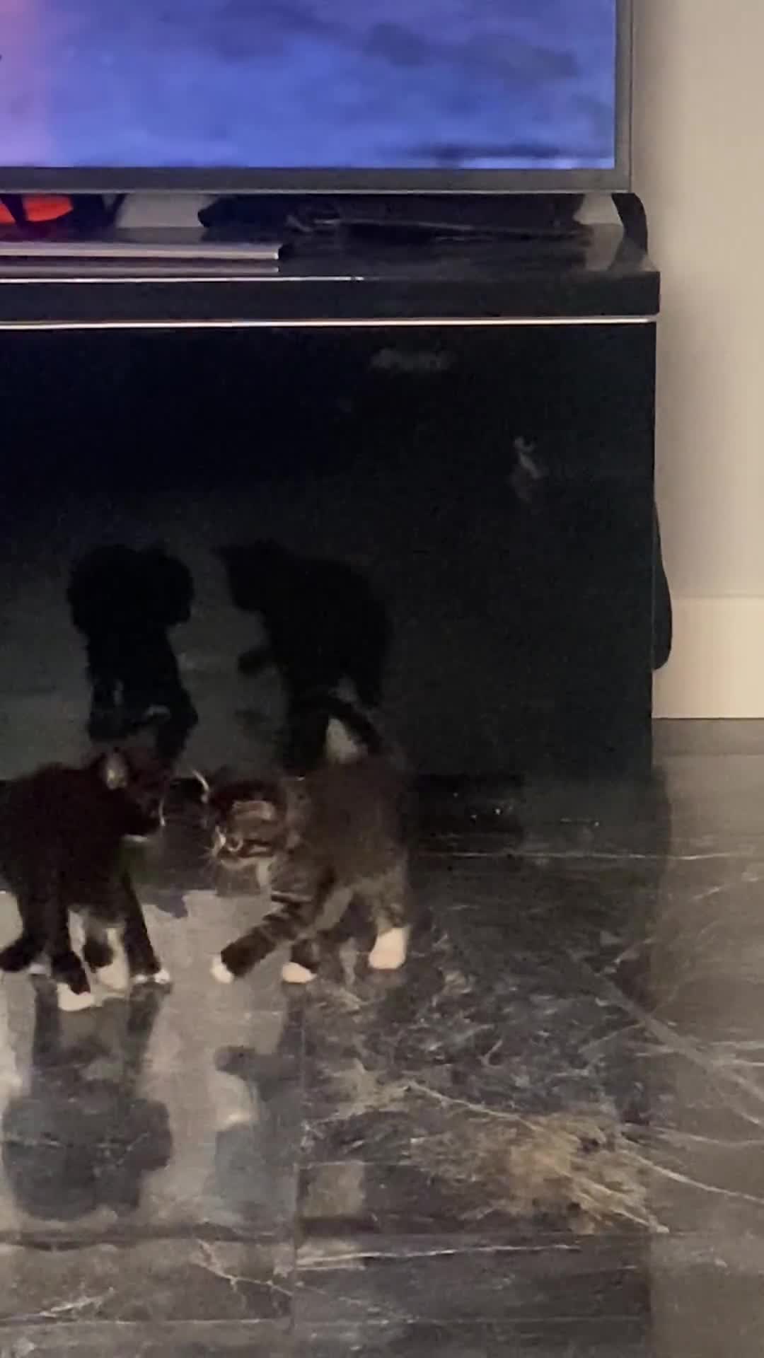 Mixed Breed cats for sale: Beautiful female kitten looking for new home - Video 1