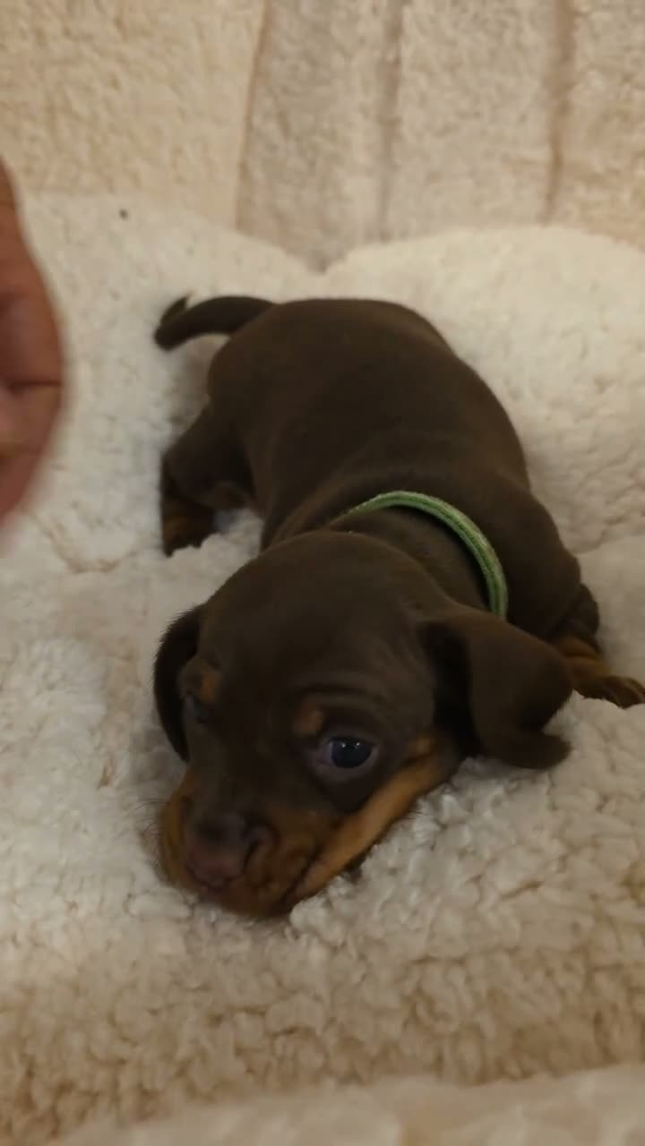 Miniature Dachshund dogs for sale: PEDIGREE KC MINIATURE DACHSHUND PUPPIES  🐶 ❤️ - Video 2